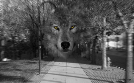 Urban Wolf - street, madmark, wolf, mystic, black and white