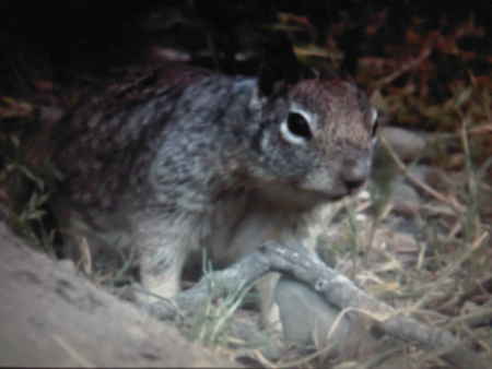 small furry animal - nervous, cute, hungry