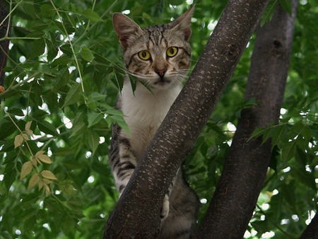 Tree cat - cats, animals