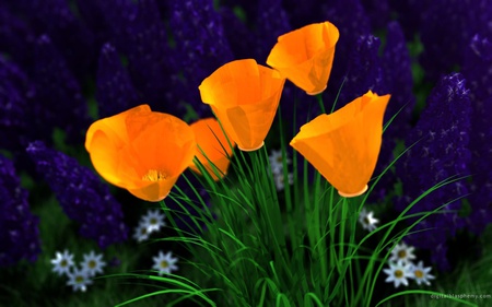 Orange poppies - flowers, poppies