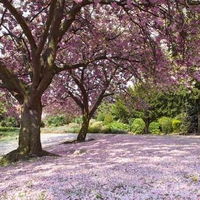 Pink trees