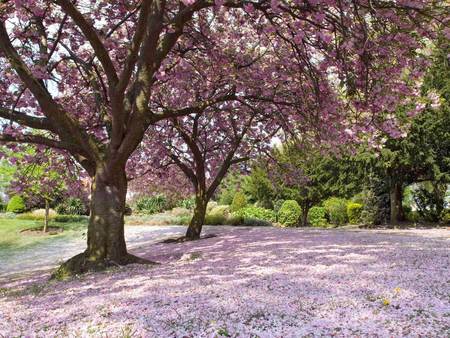 Pink trees - nature, trees