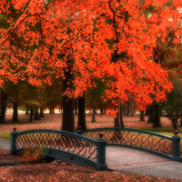 Orange trees