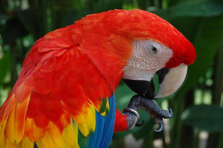 Macaw - bird, animal, macaw