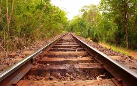 railway tracks - railway, tracks, tree, forest