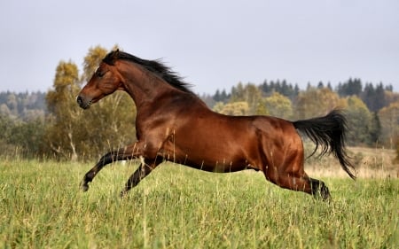 Smart Horse - wide screen, horse, animal, beautiful, photo, photography, equine