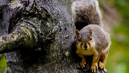 Squirrel on Tree - animal, beautiful, photography, photo, squirrel, wildlife, wide screen