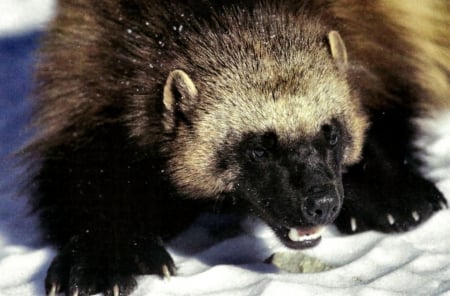 Wolverine in Snow - wildlife, wide screen, animal, winter, beautiful, photo, photography, wolverine, snow