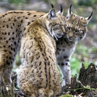 Lynx