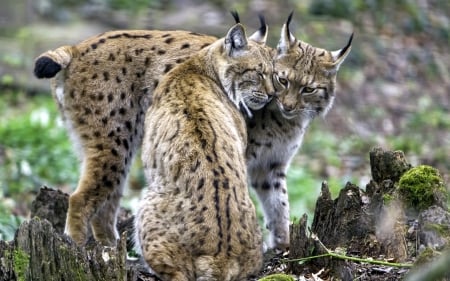 Lynx - nature, cats, wild animals, lynx, animals