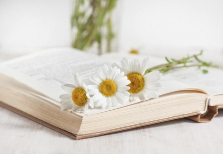 ♥ - abstract, flowers, book, soft