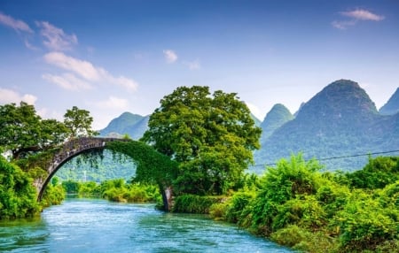 â™¥ - greenery, nature, bridge, trees