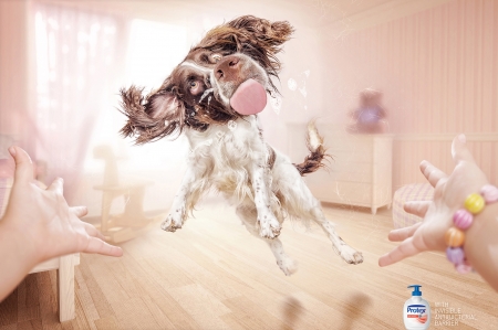 :D - funny, animal, caine, add, commercial, hand, tongue, protex, dog