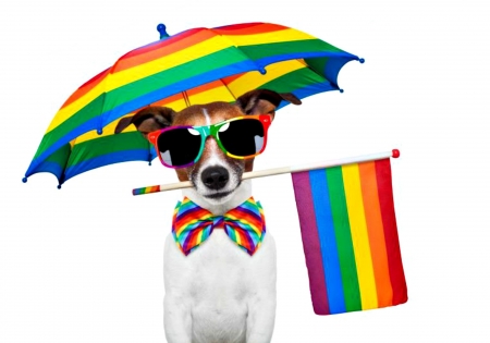 :) - rainbow, jack russell terrier, colorful, summer, sunglasses, funny, caine, flag, bow, umbrella, dog, animal, card