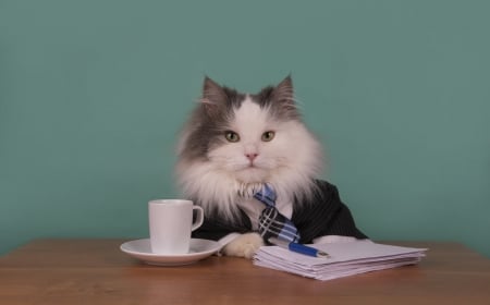 :) - cat, funny, pisica, cup, white, blue, tie, paper, animal, cute