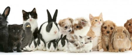 Pets - cat, all, pet, pisica, bunny, caine, rabbit, dog, animal, cute