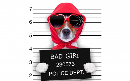 Bad dog - bad, dog, black, white, animal, scarf, paw, red, caine, jack russell terrier, sunglasses