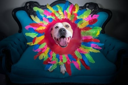 Cones of fame - feather, funny, cones of fame, animal, caine, erin einbender, chair, blue, tongue, colorful, dog