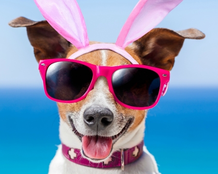 :) - jack russell terrier, tongue, easter, summer, sunglasses, funny, bunny, caine, ears, blue, dog, animal, sea