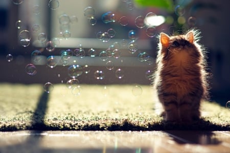 Kitten - ben torode, animal, pisica, kitten, bubbles, cute, cat