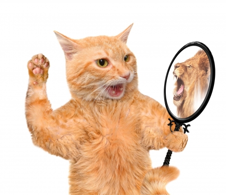 :D - ginger, creative, orange, cat, fantasy, pisica, white, animal, mirror, paw, funny, lion