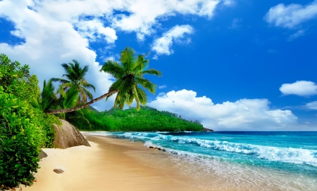 Sea and palms - breeze, palms, summer, beach, beautiful, sea, island, rest, tropics, wind, waves, paradise, sands, sky