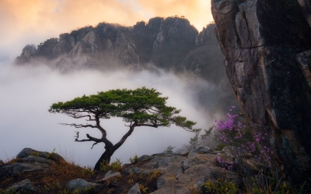 Morning in Mountains - mist, colors, tree, rocks, sky