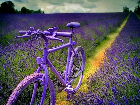 Lavender Bi-cycle - flowers, path, trees, nature, lavender, field