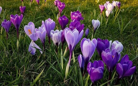 Crocuses - flowers, spring, nature, crocuses