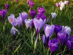 Crocuses