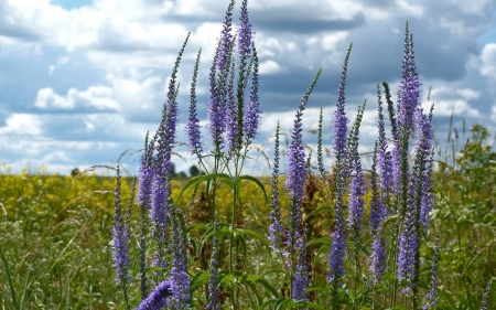 Wildflowers in Latvia - Latvia, wildflowers, field, nature