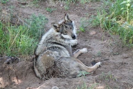 Mexican Wolf - wolf, k9, photo, mexican