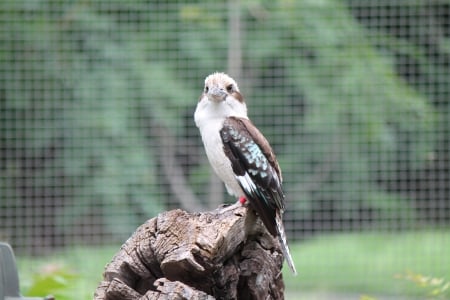 Kookaburra - kookaburra, nature, photo, bird