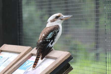 Kookaburra - bird, Kookaburra, photo, nature