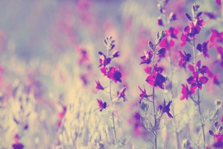 â¤ - aild, purple, abstract, flowers