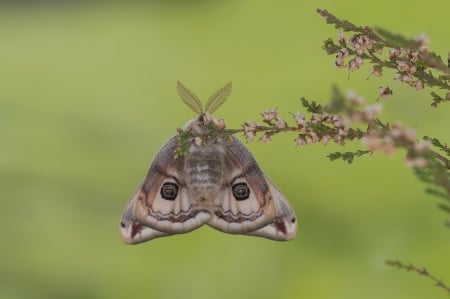 Moth - insect, nature, moth, fly