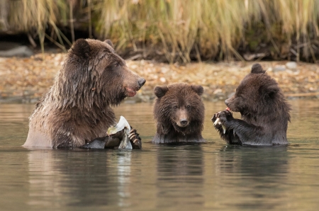 Bear family - animal, water, Bear, fish