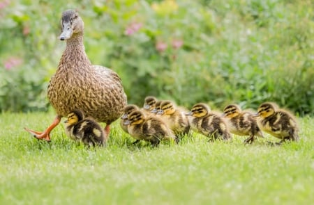 Duck - Duck, qwack, animal, walk