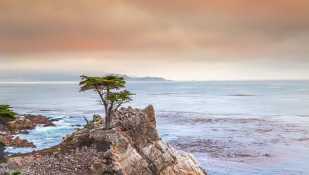 Ocean - Ocean, nature, tree, sky