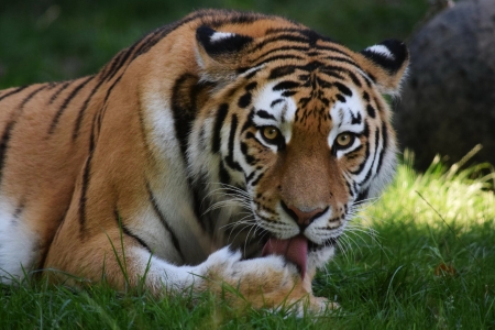 Tiger - lick, animal, Tiger, paw