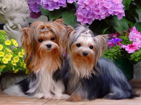 Sweet and sweeter - flowers, puppies, yorkies, dogs