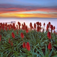 Sunset with flowers at the seaside