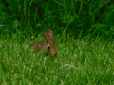 Hide and Seek! - ears, brown, floppy, green, grass