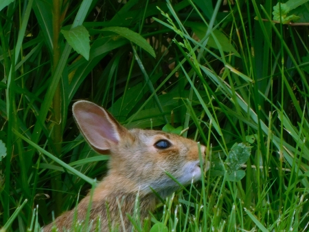 Snack Time! - blades, brown, pink, green, clover, grass