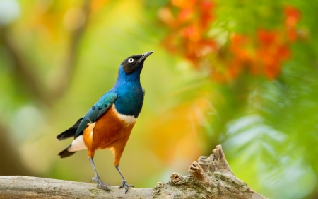 Bird - bird, colorful, blue, green, pasare, orange, flower