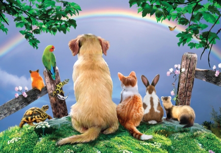 Pets - summer, bird, caine, parrot, cat, pisici, sky, rainbow, pet, luminos, bunny, dog