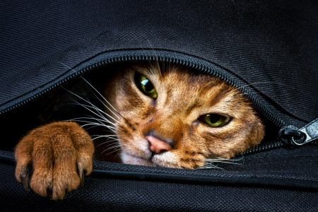 Cat - black, animal, pisica, ginger, paw, orange, suitcase, cat