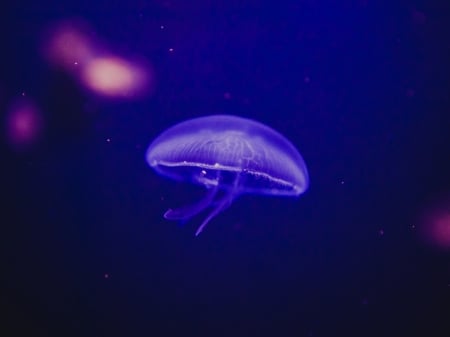 JellyFish - fish, jelly, animal, swim