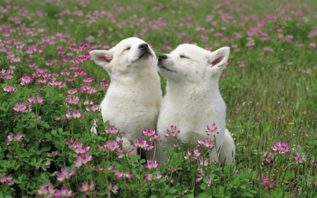 Two Wolf Cubs - wolf, cubs, animal, flowers, grass