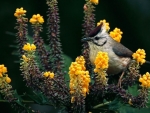 Bird on Flowers